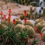 Etikette | Room Mist | Wilpena | Cactus Flower Etikette | Room Mist | Wilpena | Cactus Flower