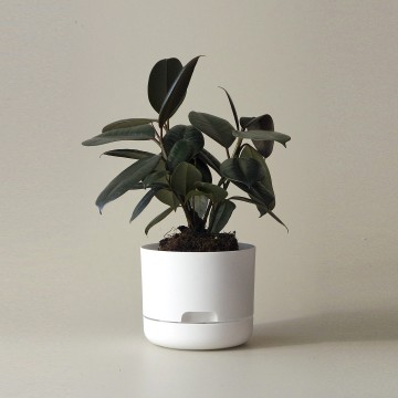 Mr Kitly x Decor Selfwatering Plant Pot 170mm White