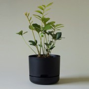 Mr Kitly x Decor Selfwatering Plant Pot 215mm - Black