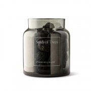 Scented Volcanic Rock | Study Of Trees